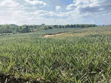 ขายที่ดินหัวหิน 10 ไร่ ฮวงจุ้ยดีมาก อ.หัวหิน จ.ประจวบคีรีขันธ์ ด้านหน้าติดถนน